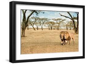 Bonding Lions Walk-Howard Ruby-Framed Photographic Print