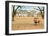 Bonding Lions Walk-Howard Ruby-Framed Photographic Print