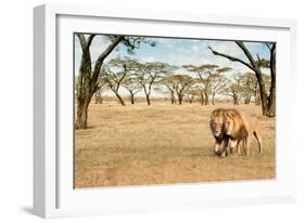 Bonding Lions Walk-Howard Ruby-Framed Photographic Print