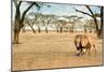 Bonding Lions Walk-Howard Ruby-Mounted Photographic Print