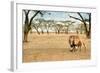 Bonding Lions Walk-Howard Ruby-Framed Photographic Print