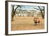 Bonding Lions Walk-Howard Ruby-Framed Photographic Print