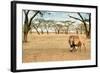 Bonding Lions Walk-Howard Ruby-Framed Photographic Print