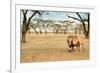 Bonding Lions Walk-Howard Ruby-Framed Photographic Print