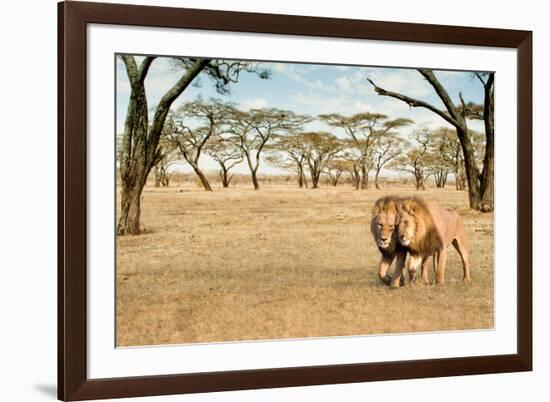 Bonding Lions Walk-Howard Ruby-Framed Photographic Print