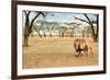 Bonding Lions Walk-Howard Ruby-Framed Photographic Print