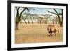 Bonding Lions Walk-Howard Ruby-Framed Photographic Print