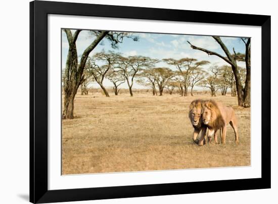 Bonding Lions Walk-Howard Ruby-Framed Photographic Print