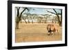 Bonding Lions Walk-Howard Ruby-Framed Photographic Print