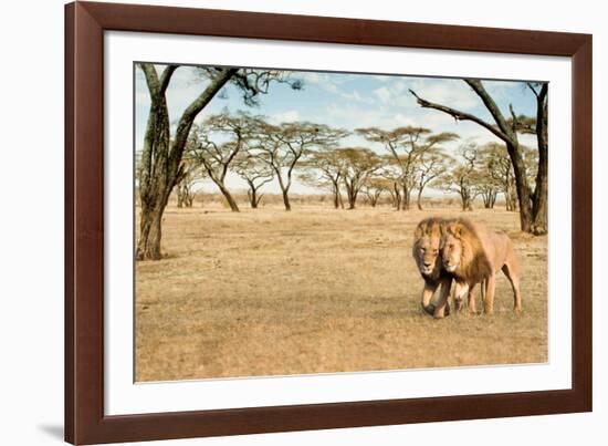 Bonding Lions Walk-Howard Ruby-Framed Photographic Print