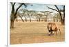 Bonding Lions Walk-Howard Ruby-Framed Photographic Print