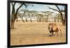 Bonding Lions Walk-Howard Ruby-Framed Photographic Print