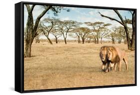 Bonding Lions Walk-Howard Ruby-Framed Stretched Canvas