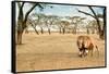 Bonding Lions Walk-Howard Ruby-Framed Stretched Canvas