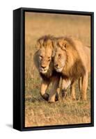 Bonding Lions-Howard Ruby-Framed Stretched Canvas