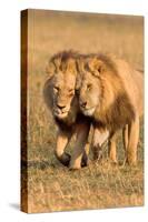 Bonding Lions-Howard Ruby-Stretched Canvas