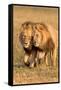 Bonding Lions-Howard Ruby-Framed Stretched Canvas