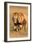 Bonding Lions-Howard Ruby-Framed Premium Photographic Print