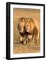 Bonding Lions-Howard Ruby-Framed Premium Photographic Print