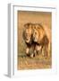 Bonding Lions-Howard Ruby-Framed Premium Photographic Print