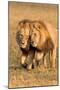 Bonding Lions-Howard Ruby-Mounted Premium Photographic Print