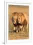 Bonding Lions-Howard Ruby-Framed Premium Photographic Print