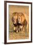 Bonding Lions-Howard Ruby-Framed Premium Photographic Print