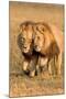 Bonding Lions-Howard Ruby-Mounted Premium Photographic Print