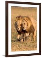 Bonding Lions-Howard Ruby-Framed Photographic Print