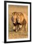 Bonding Lions-Howard Ruby-Framed Photographic Print