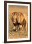 Bonding Lions-Howard Ruby-Framed Photographic Print