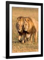 Bonding Lions-Howard Ruby-Framed Photographic Print