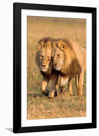 Bonding Lions-Howard Ruby-Framed Photographic Print