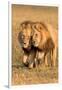 Bonding Lions-Howard Ruby-Framed Photographic Print