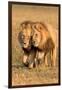 Bonding Lions-Howard Ruby-Framed Photographic Print