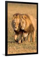 Bonding Lions-Howard Ruby-Framed Photographic Print