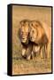 Bonding Lions-Howard Ruby-Framed Stretched Canvas