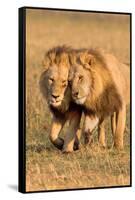 Bonding Lions-Howard Ruby-Framed Stretched Canvas