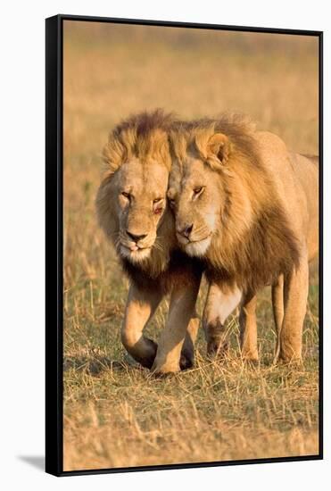 Bonding Lions-Howard Ruby-Framed Stretched Canvas