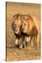 Bonding Lions-Howard Ruby-Stretched Canvas