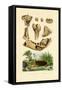 Bone Fossils, 1833-39-null-Framed Stretched Canvas