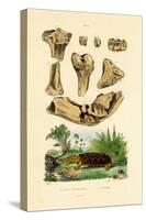Bone Fossils, 1833-39-null-Stretched Canvas