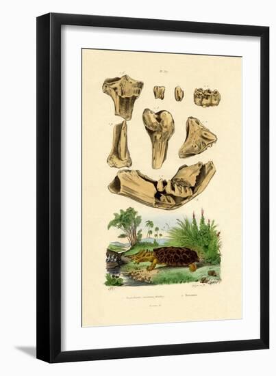 Bone Fossils, 1833-39-null-Framed Giclee Print