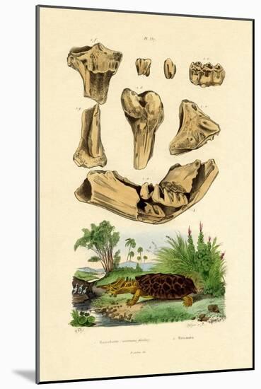 Bone Fossils, 1833-39-null-Mounted Giclee Print
