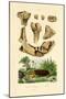 Bone Fossils, 1833-39-null-Mounted Giclee Print