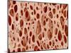 Bone tissue of a hen magnified x25-Micro Discovery-Mounted Premium Photographic Print