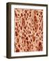 Bone tissue of a hen magnified x25-Micro Discovery-Framed Photographic Print