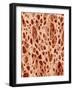 Bone tissue of a hen magnified x25-Micro Discovery-Framed Photographic Print