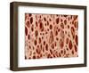 Bone tissue of a hen magnified x25-Micro Discovery-Framed Photographic Print