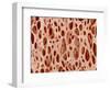 Bone tissue of a hen magnified x25-Micro Discovery-Framed Photographic Print